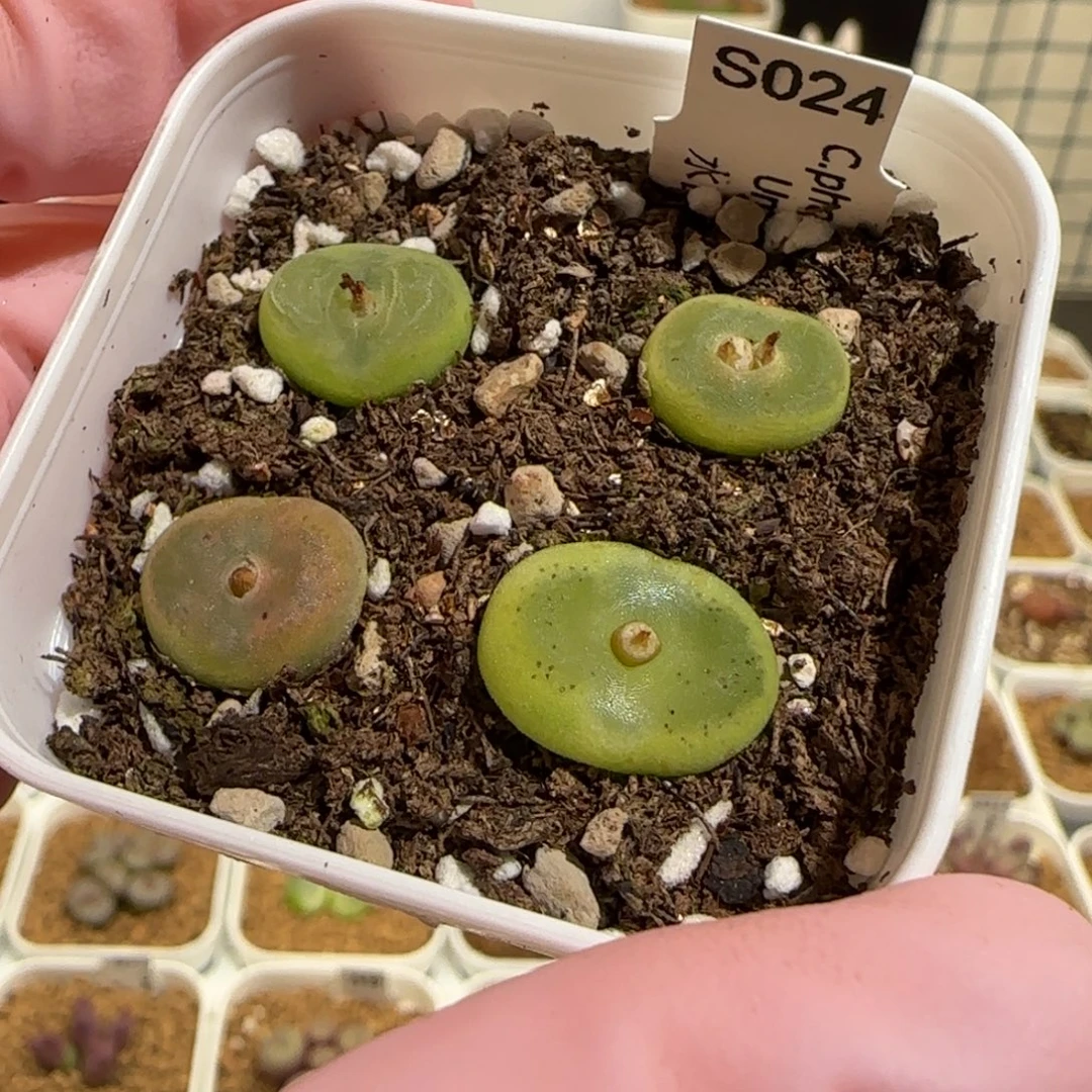 肉锥多肉植物组合-水晶鞋一盆963