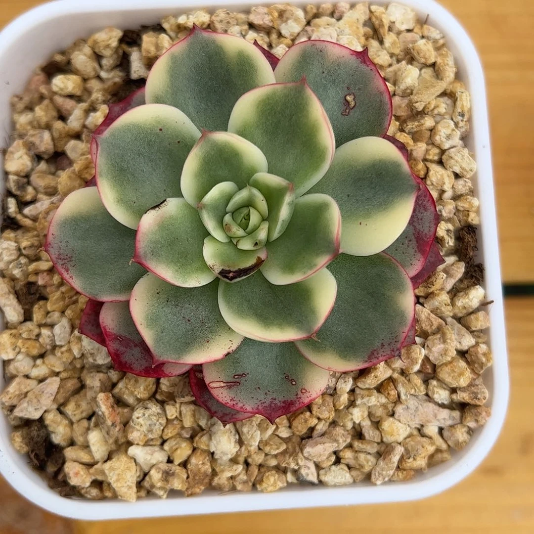 斗牛士锦 一物一拍