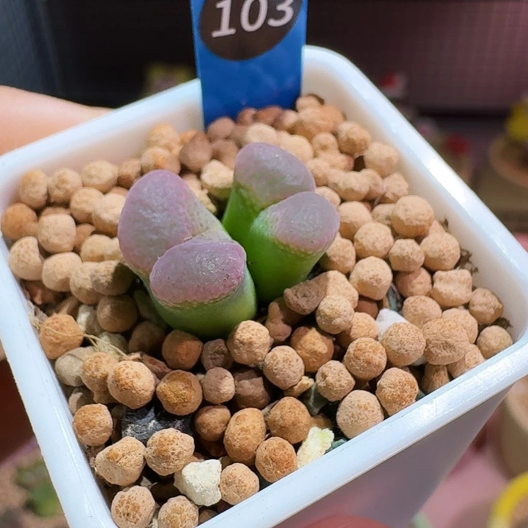 多肉植物福利风铃