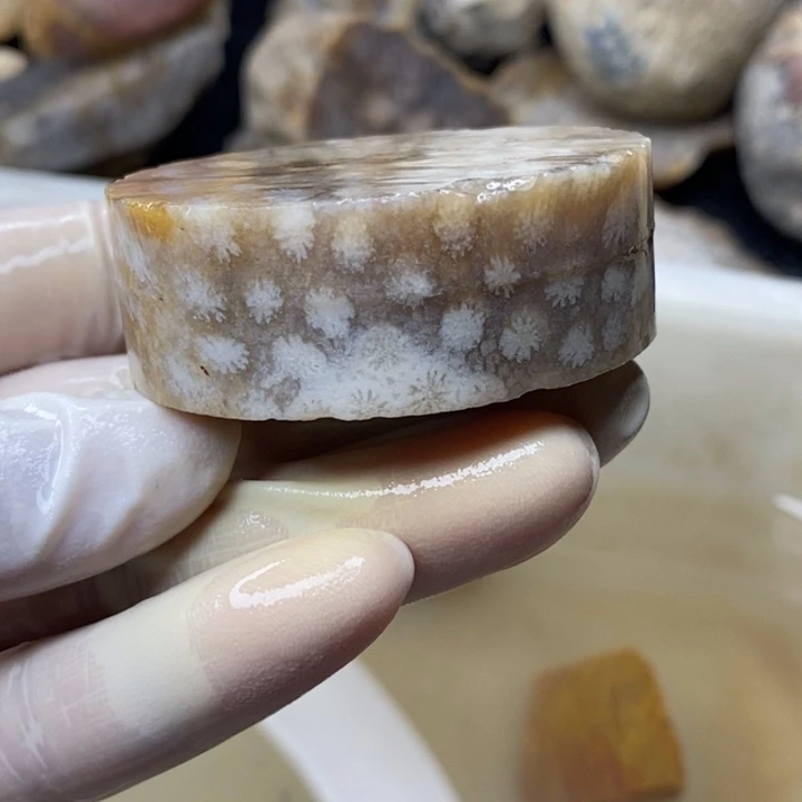 【闪购商品】未镶嵌珊瑚玉硅化玉