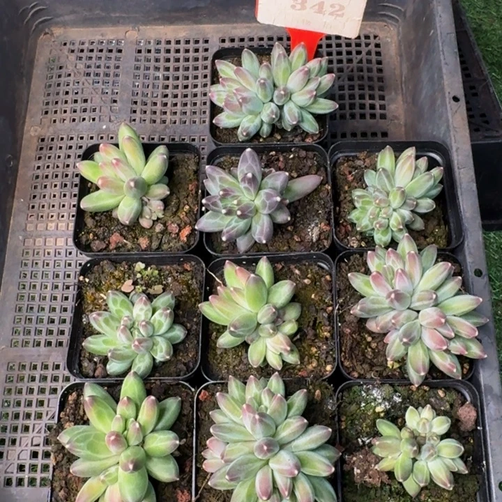 342多肉植物一物一拍