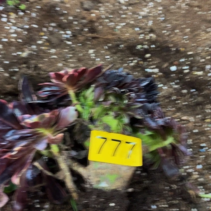 悠*多肉植物福利来777