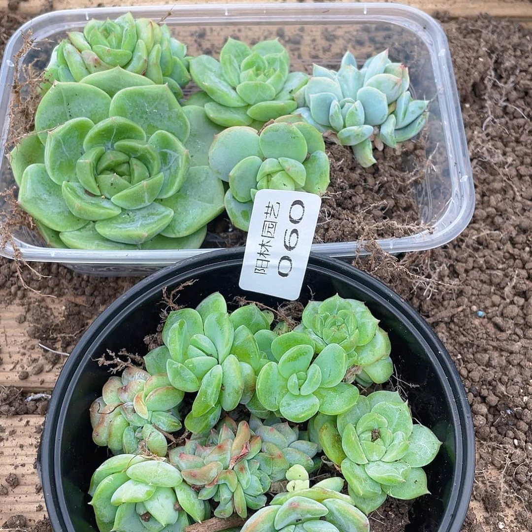 温***C多肉植物多肉植物60