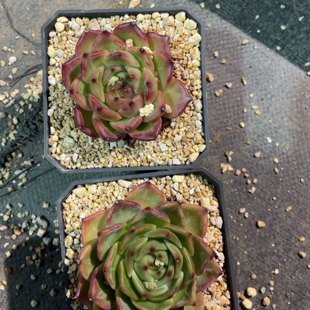 多肉两个一组多肉