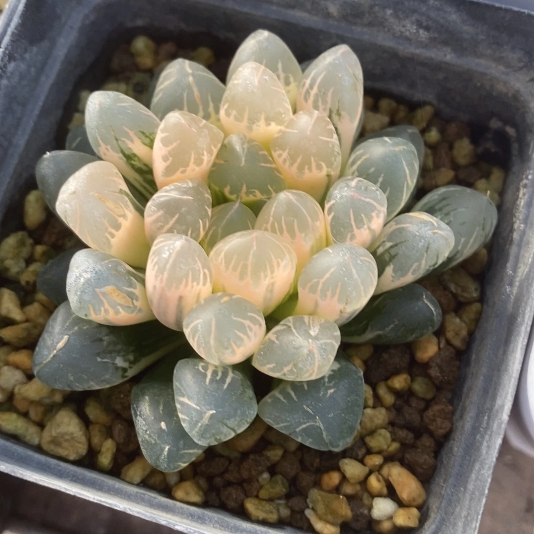 一颗实生糊斑玉露锦 呐喊福利