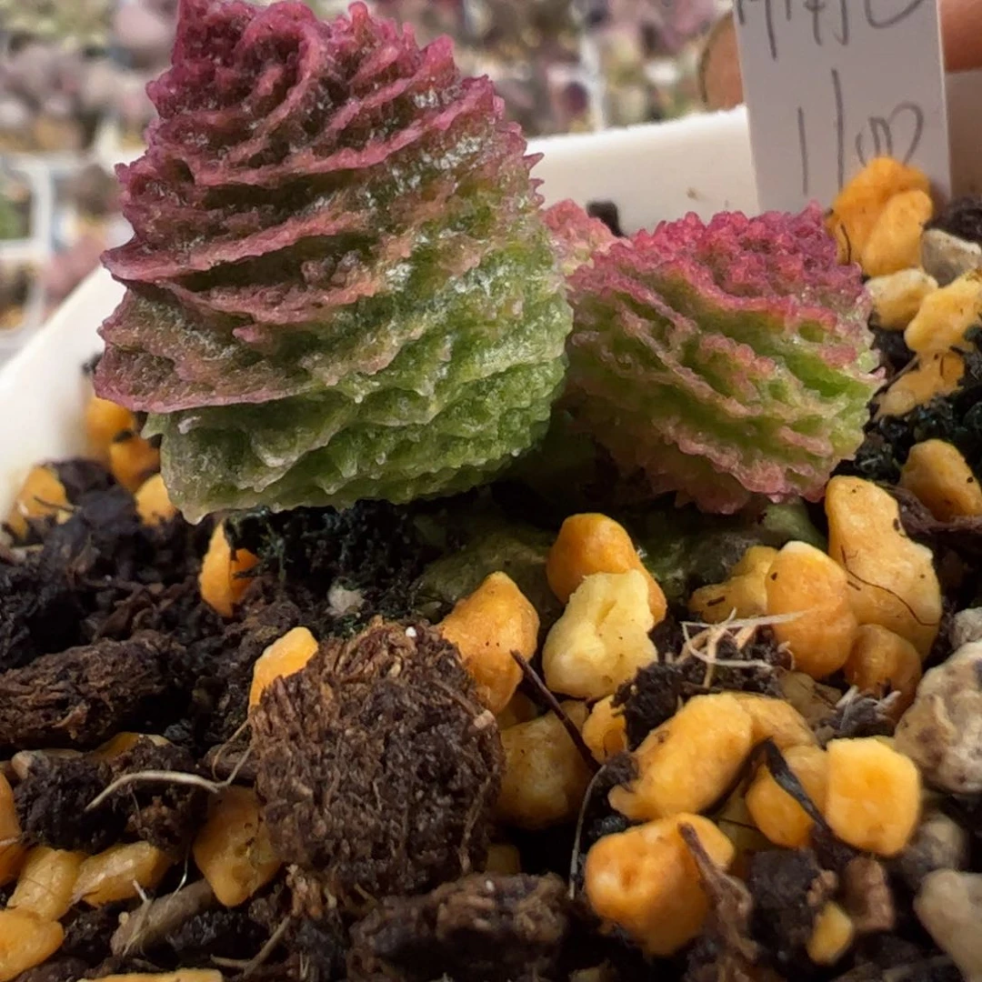 牛角包水泡小桩子多肉植物水泡