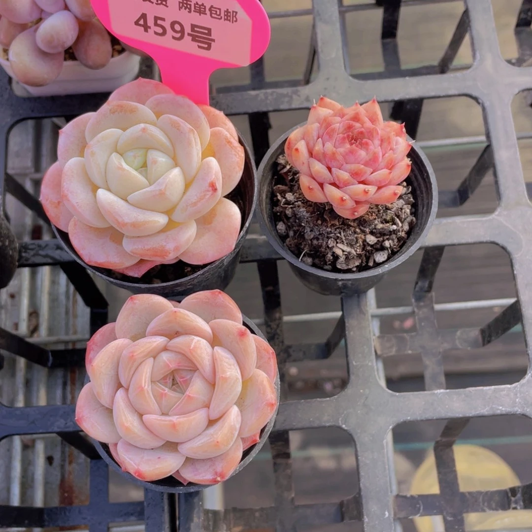 459号 精品美肉3个