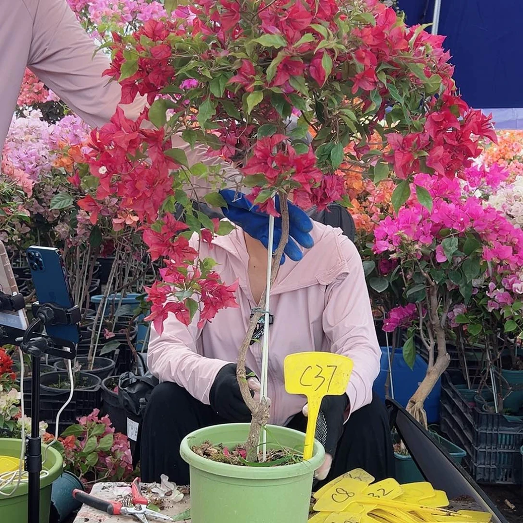 莫***拧大部分花苞少量开放C37酒红桑巴