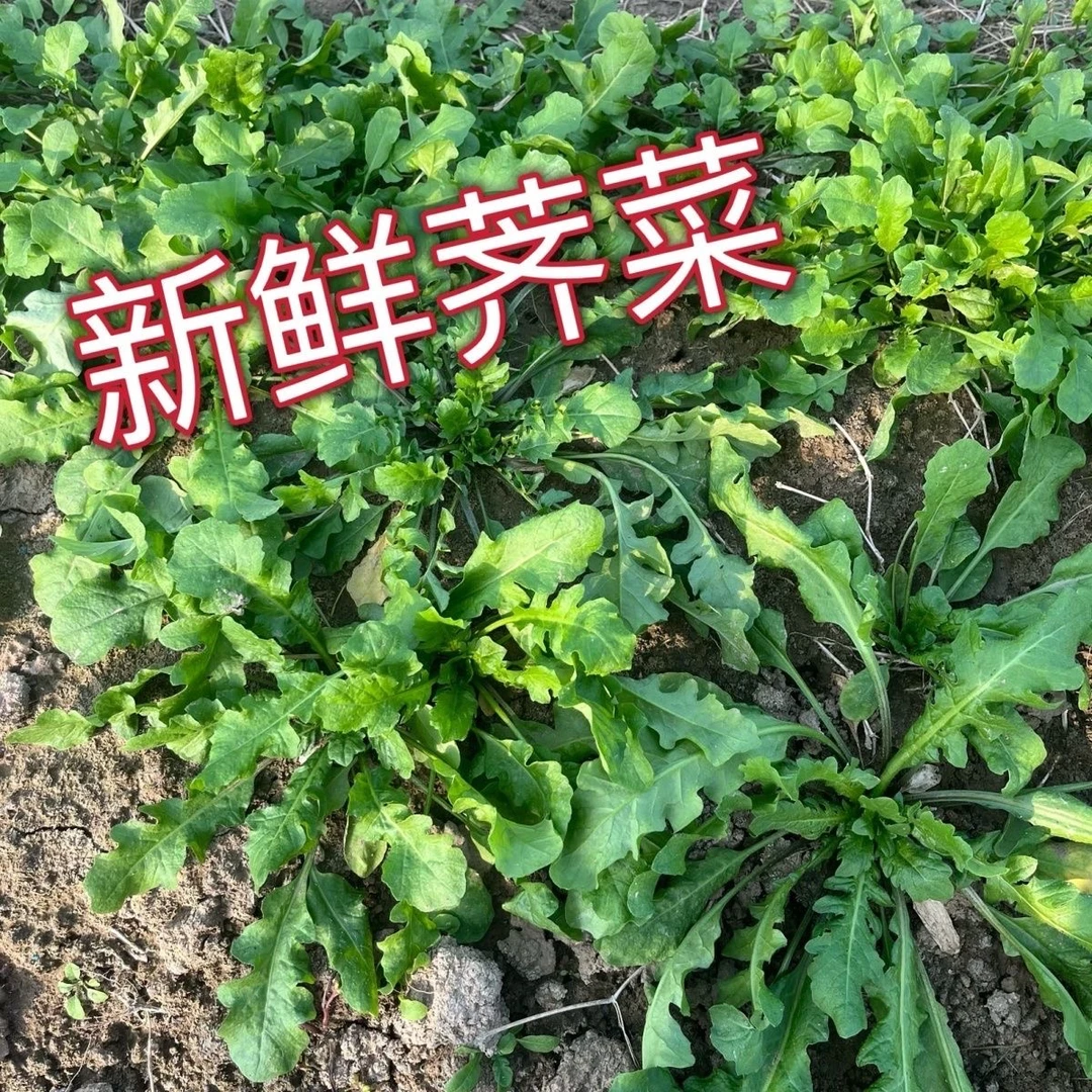 2025顺丰包邮苏北新鲜荠菜露天野菜荠荠菜地菜当天采摘2斤3斤4斤