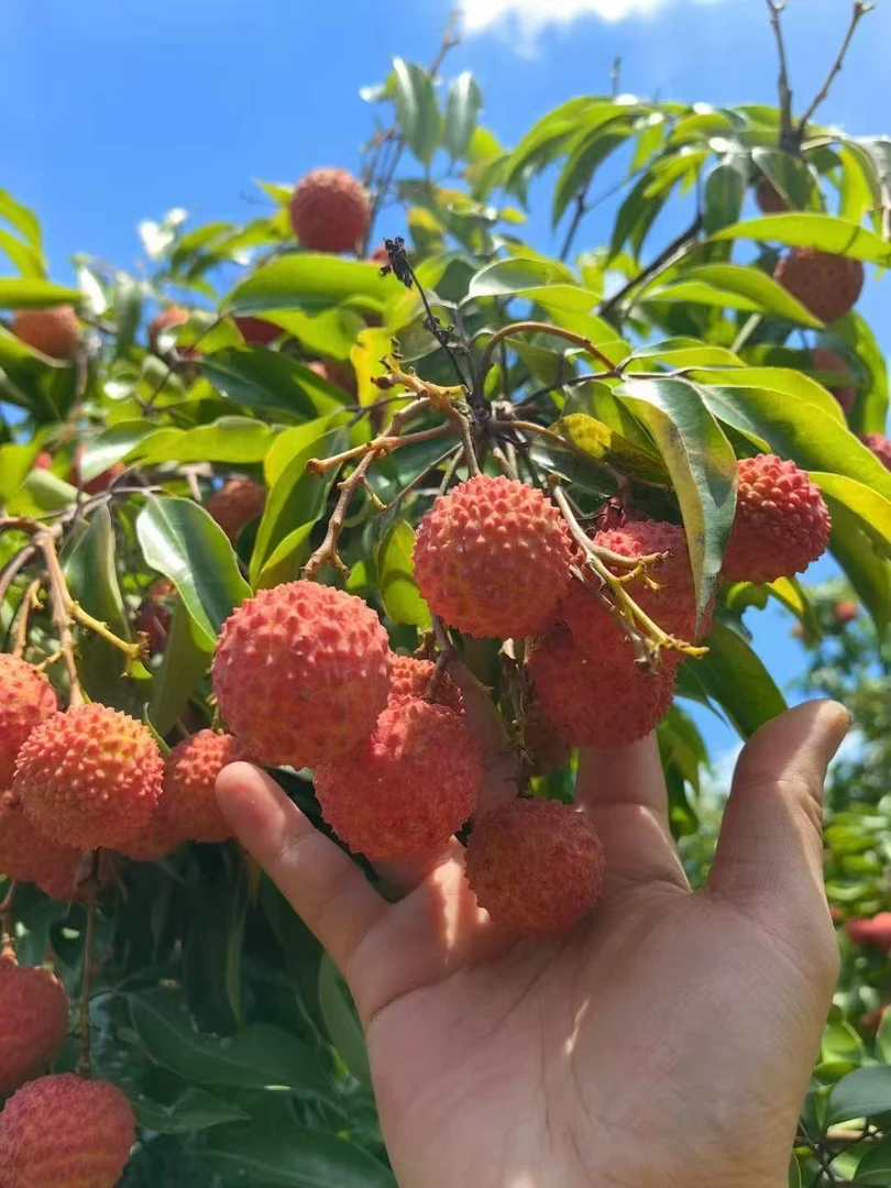 【广东专属】从化老树桂味荔枝当季现摘空运冷链发货皮薄肉厚