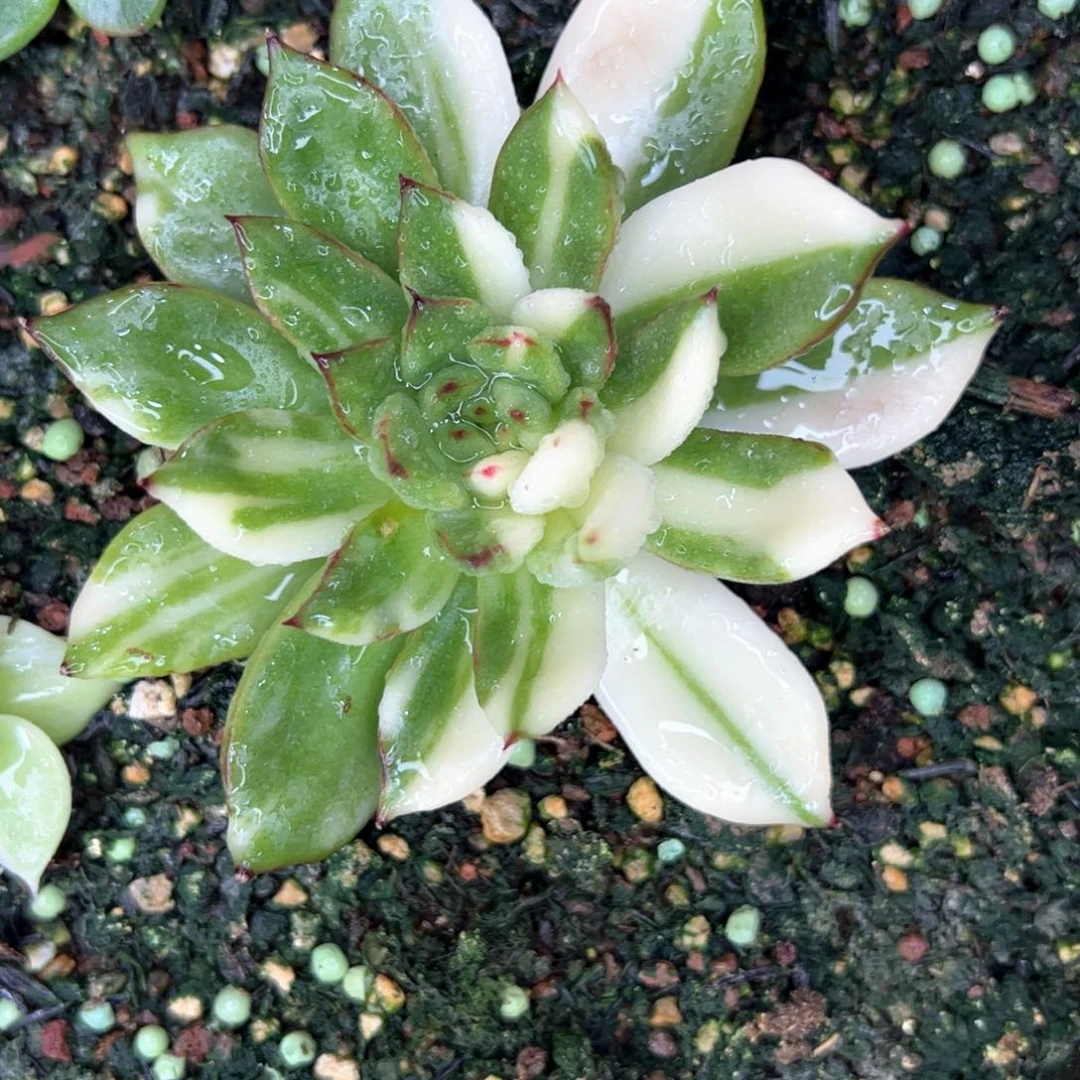 东云锦，多肉植物组合