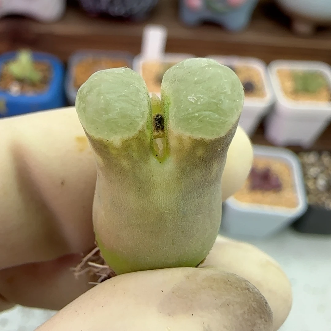 078磁铁优选福利