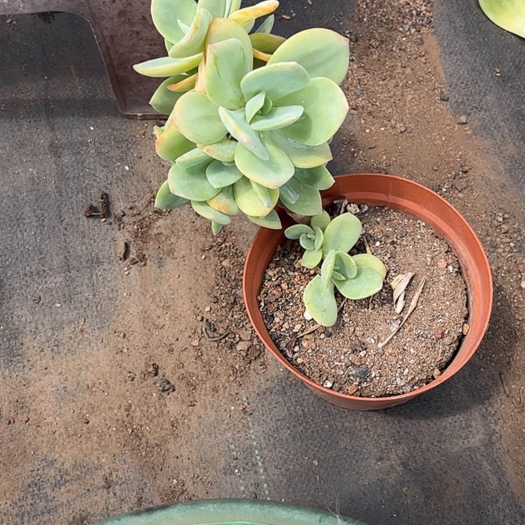【闪购商品】无花朵X****