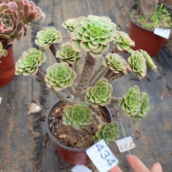 绿法师多肉植物不包损434