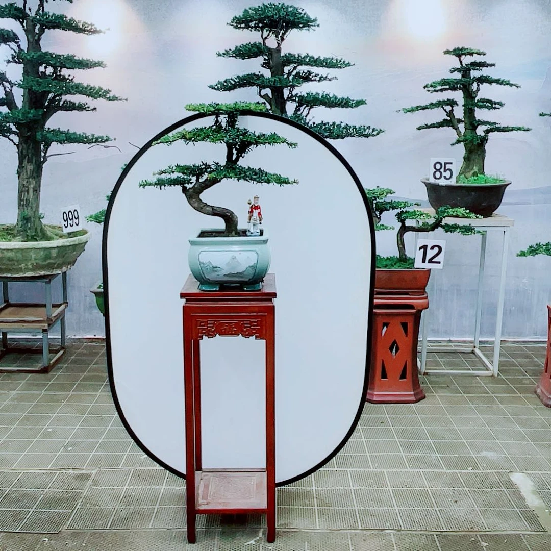 盆景盆景罗汉松盆景