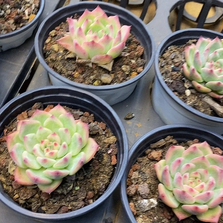 AK玛丽亚福利多多