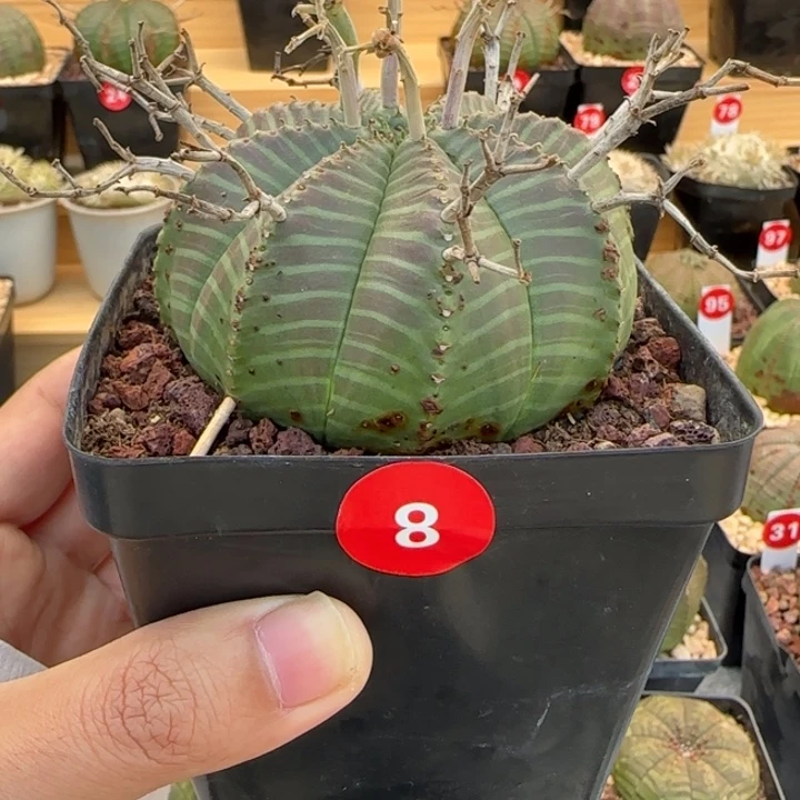 M***c8号（欧系布纹八年老球）实生带盆（尺寸直径）-（-）厘米