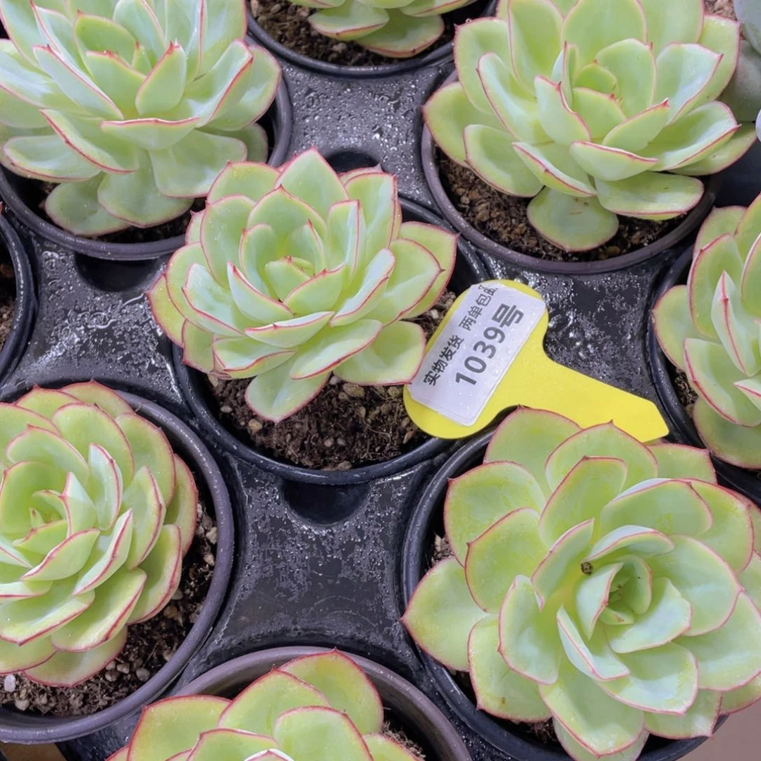 1039号 开播福利老桩牡丹亭单头一个