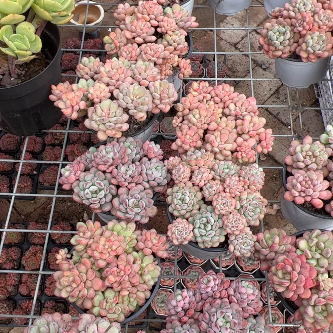 新疆包邮 小红蛋