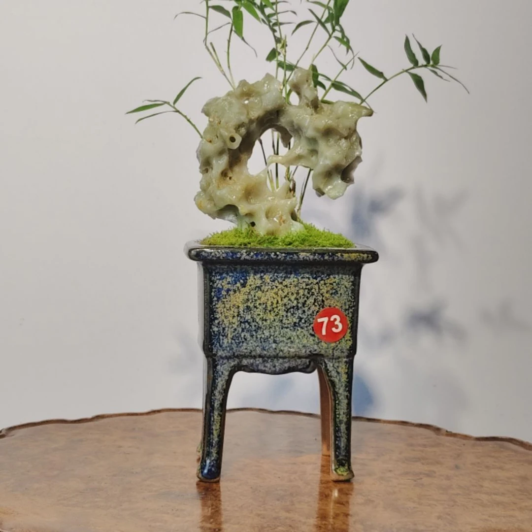 ****开无花朵盆景，凤尾竹，玉玲珑
