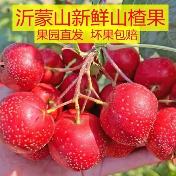 山东新鲜大金星大五棱山楂山里红酸甜可口水果冰糖葫芦专用