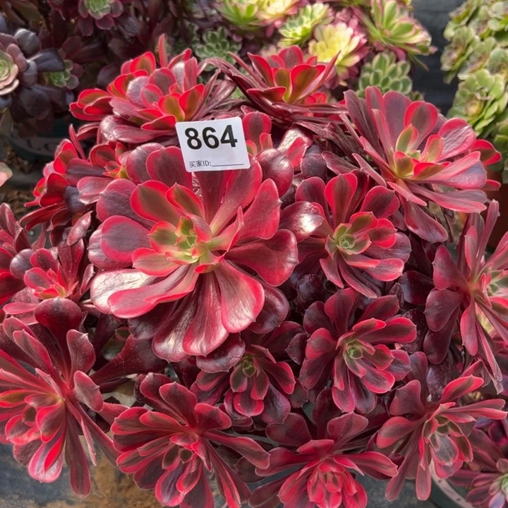 864梦娜丽莎35厘米左右