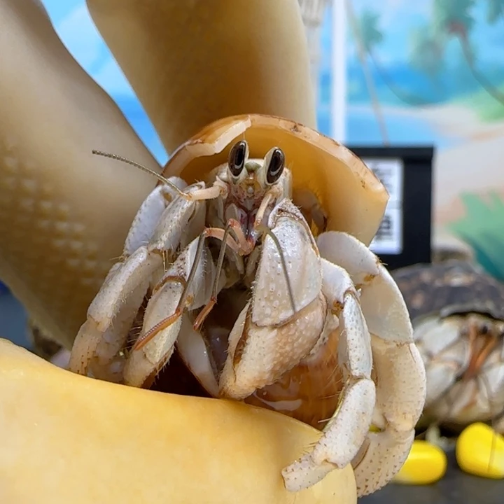 A57奶灰 西沙1.5cm口径