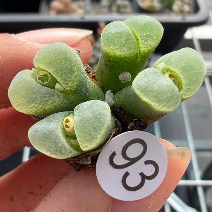 93号双11福利不代表平时价格