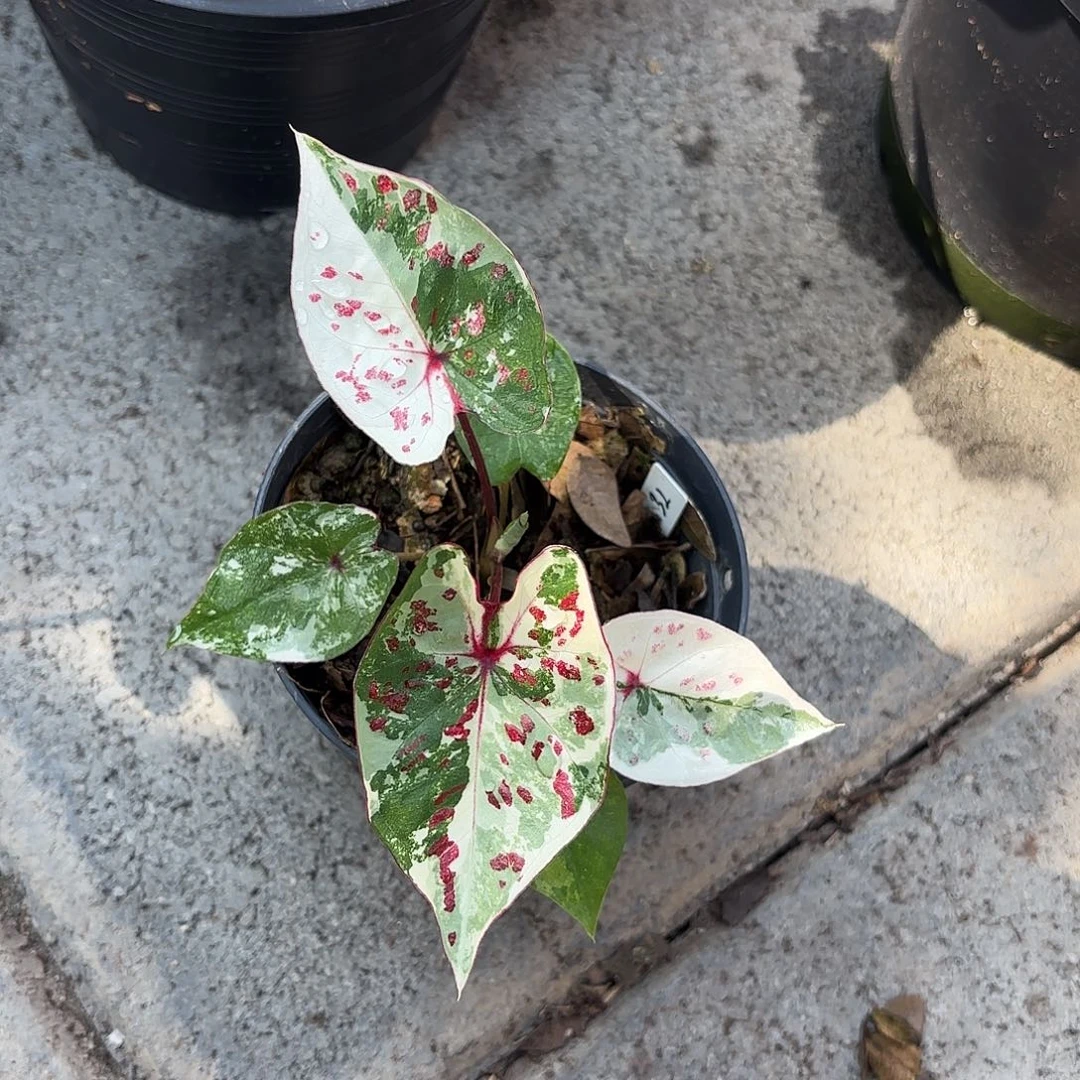 作**盘泰国彩叶芋 654-0129