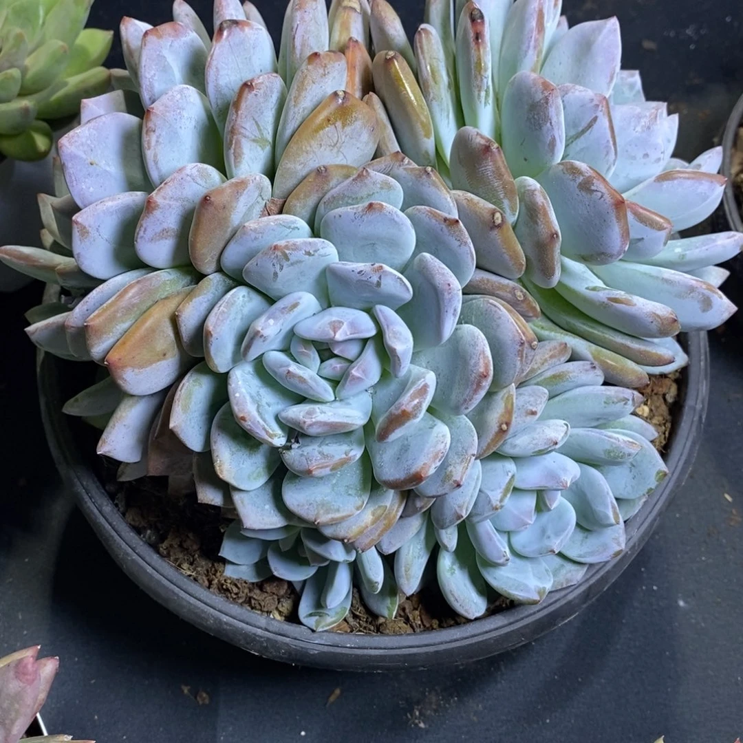 若***安橙子群生哈哈哈哈哈哈哈哈