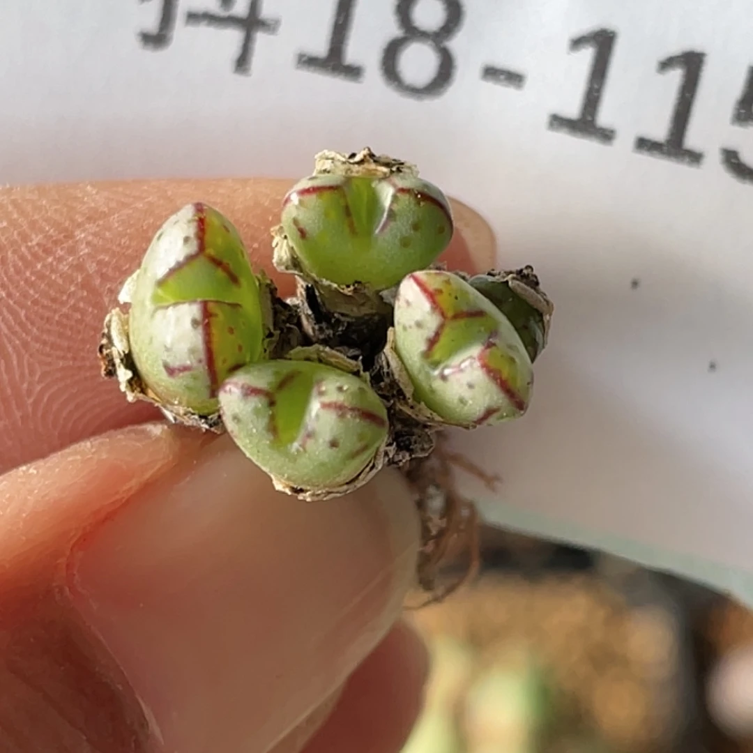 18-115小t多肉植物