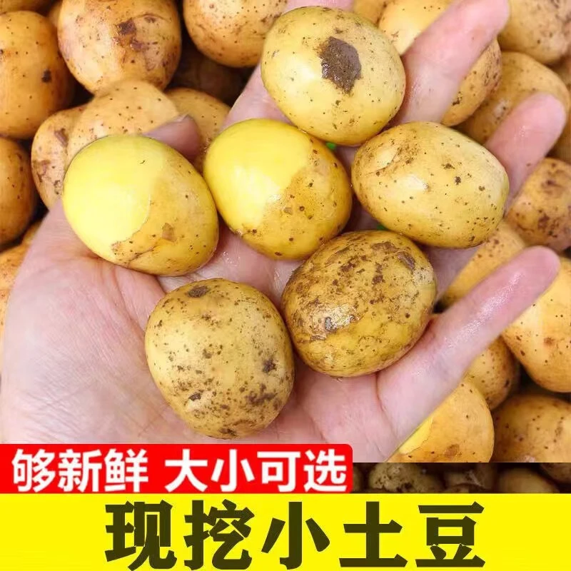 湖北恩施高山新鲜现挖黄心小土豆粉糯香甜的美味马铃薯