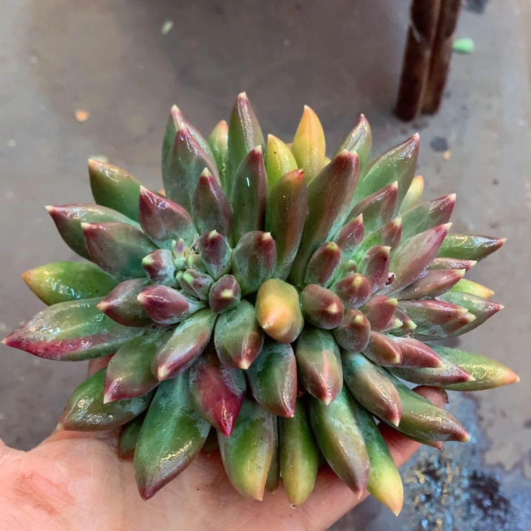 在在在在在在在在现在