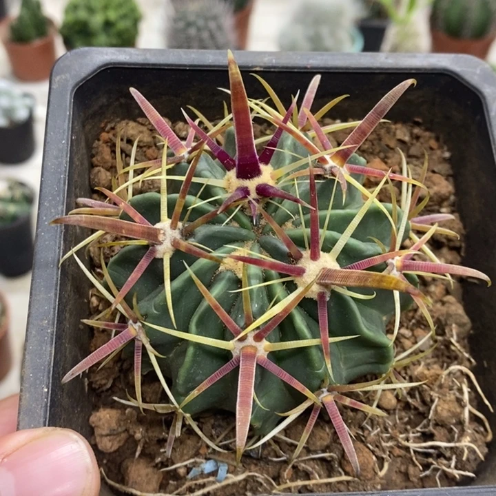 实生宽刺日出特价