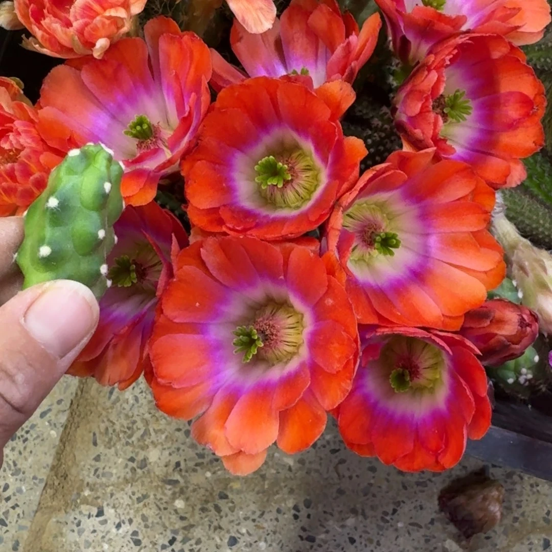 209橘水仙无根侧牙小2个，20包邮