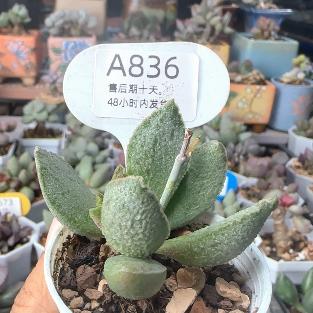 福利。    836。