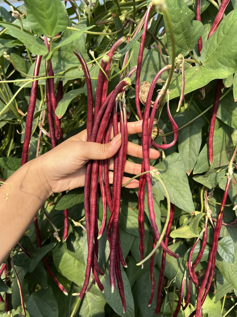 【农家7寸红红豇豆】苏北自家种植新鲜露天嫩紫缸豆红缸豆泡菜缸豆