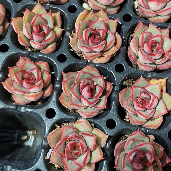 小宝莲灯1元带土发