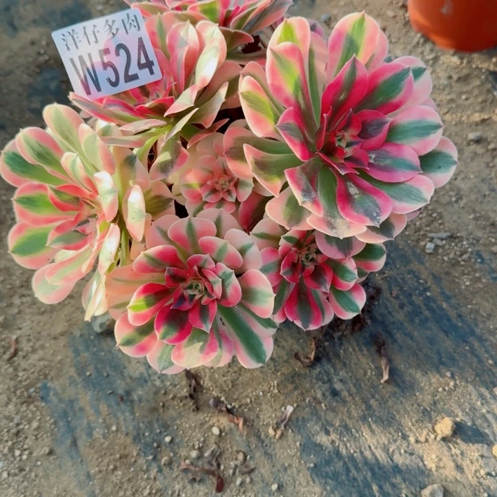 524粉女巫官服22左右2