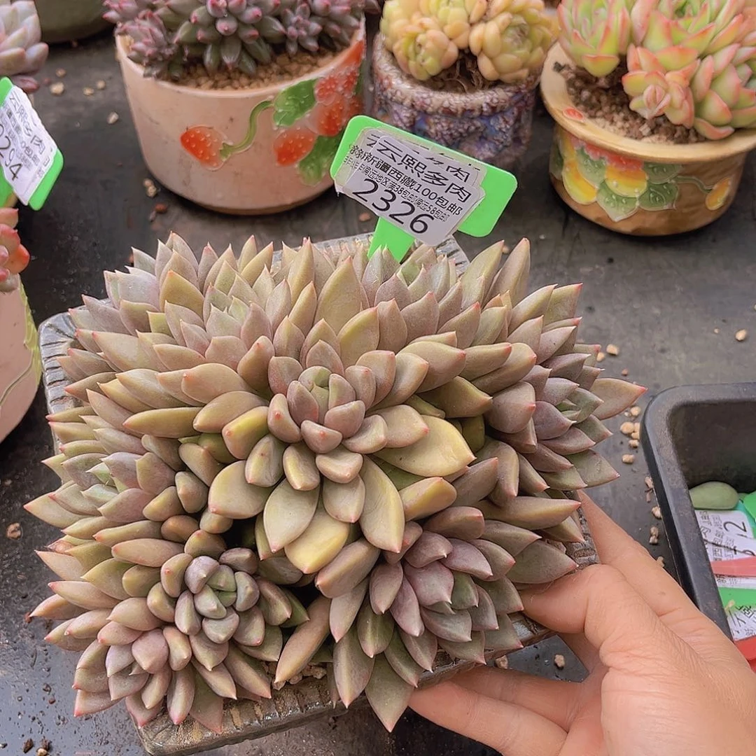 2326红象牙多肉植物