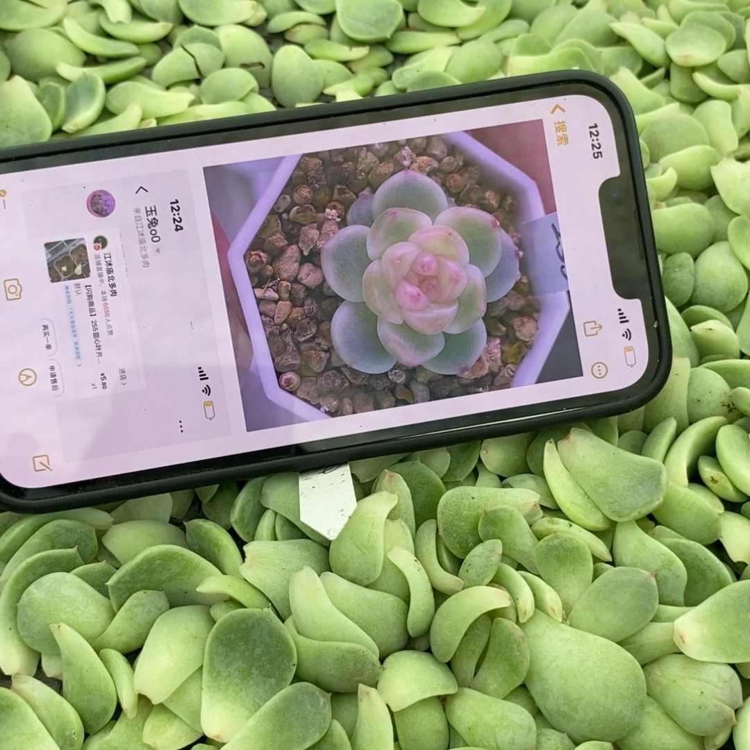 纯叶片甜心255叶片一个