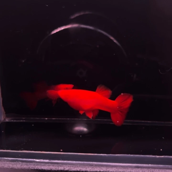 孔雀鱼火麒麟90-95红1对