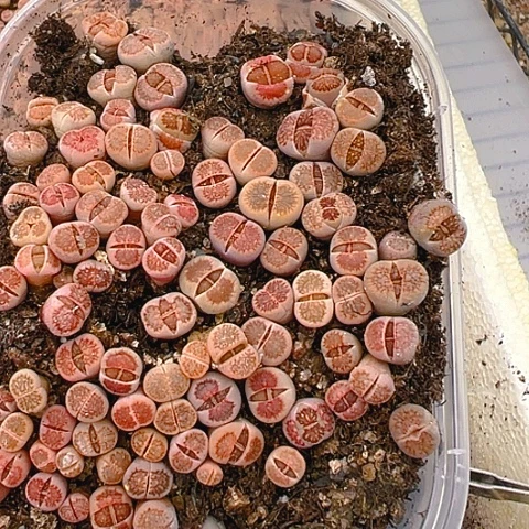 【闪购商品】风**过24660