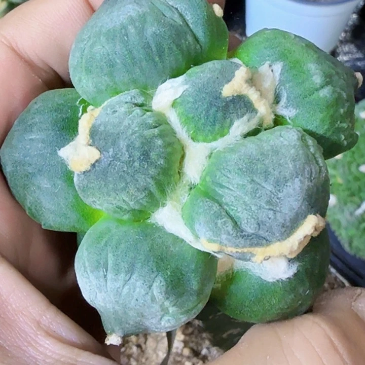 无花朵福利苗接蛋尤120