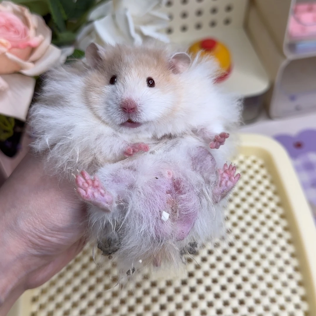 肉桂波弟弟130g3.11生日