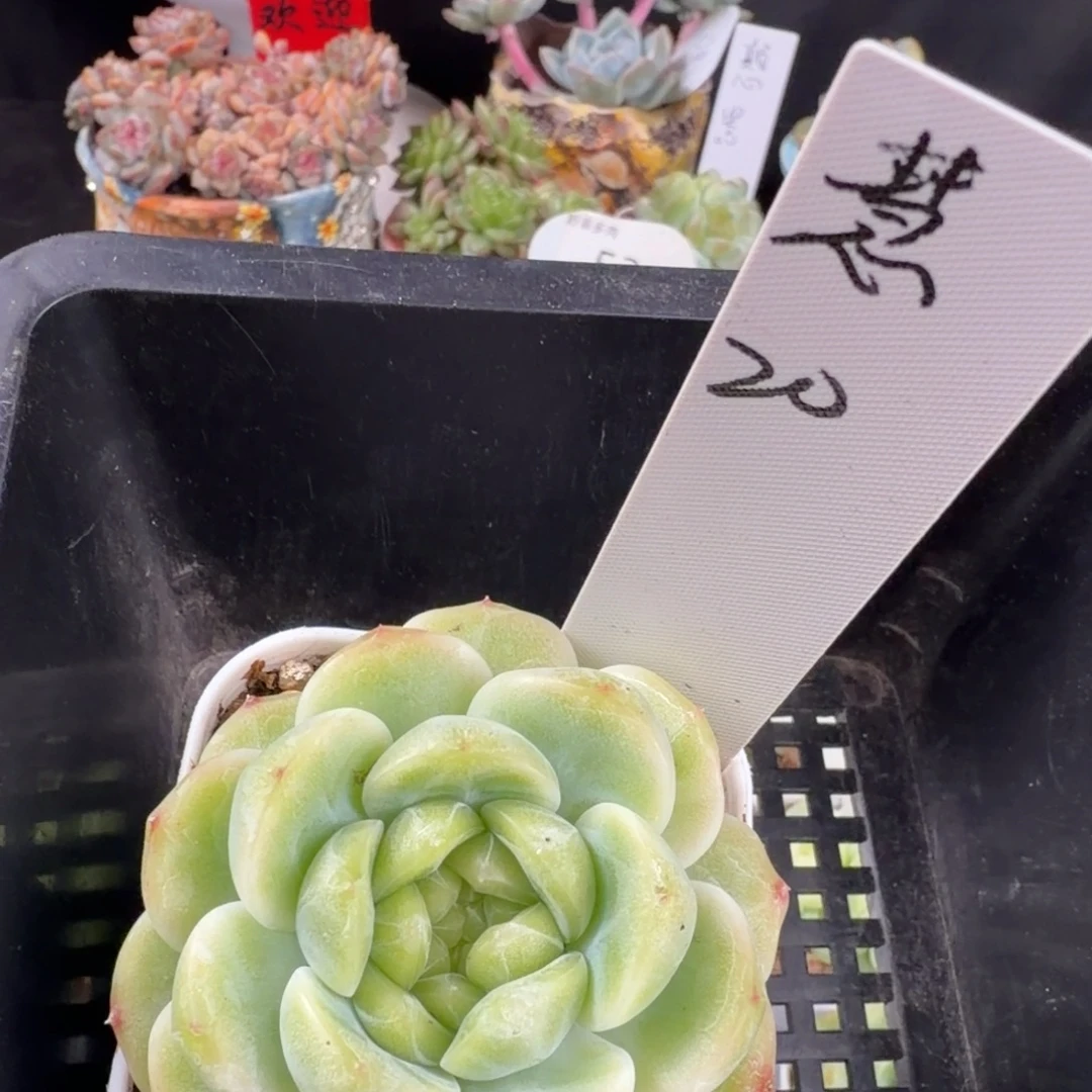 习***慧慧一颗财富密码单头发货