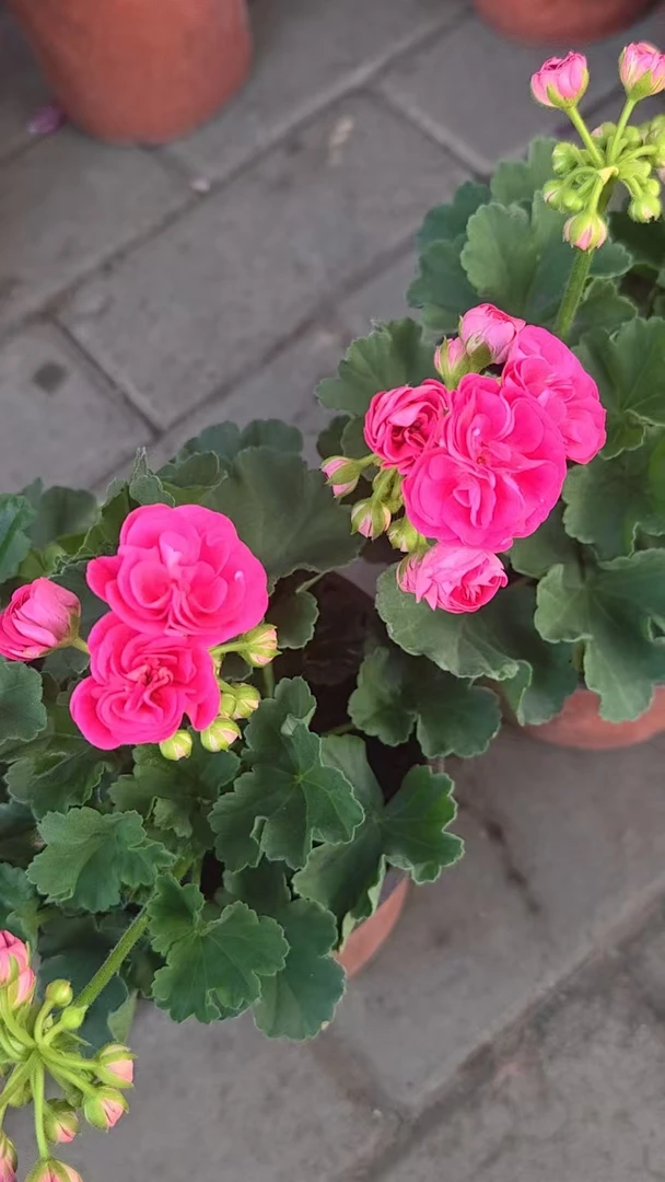 【新疆包邮】天竺葵（月月红，洋绣球）简易盆 四季开室内花卉客厅盆栽