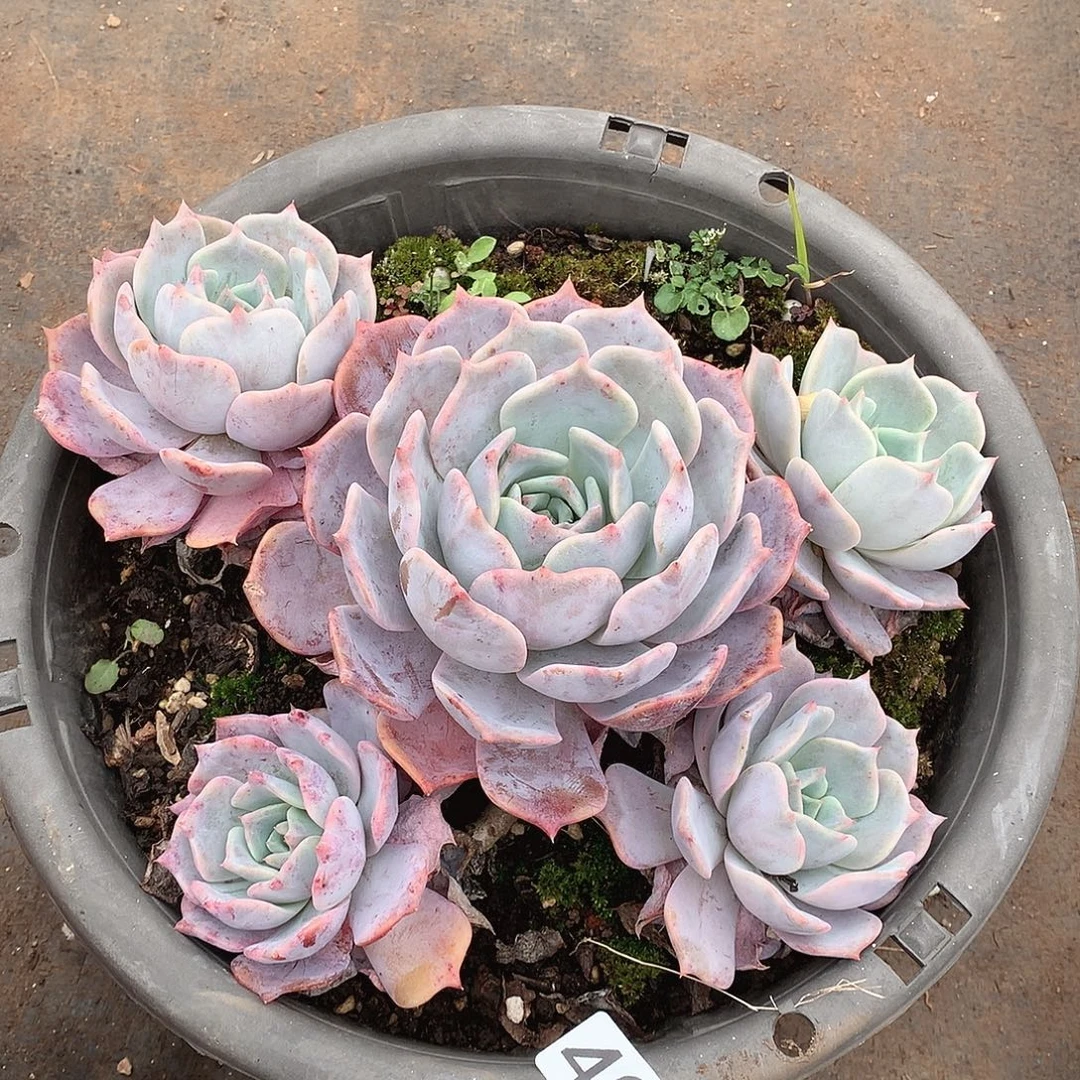 400露西娜一物一拍多肉