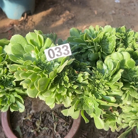 钱***卉多肉植物一个玫瑰033