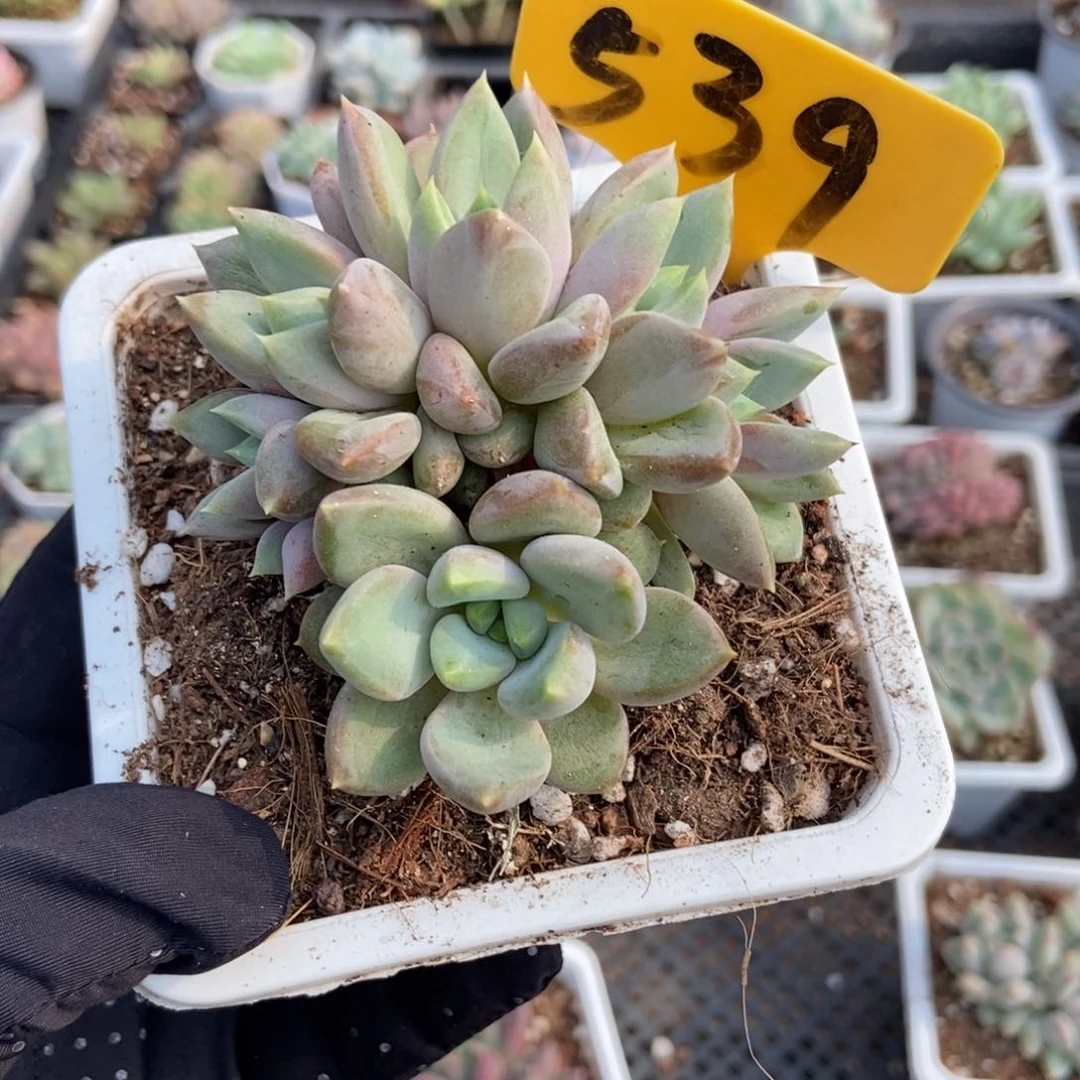 539红象牙6头多肉植物